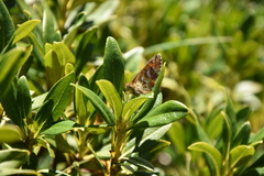 Boloria