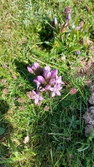 Gentianella germanica