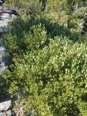Quercus vacciniifolia