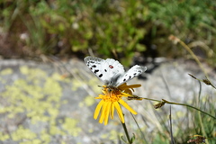 Parnassius phoebus