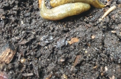 Limacus
