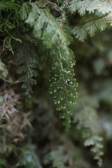 Hymenophyllaceae