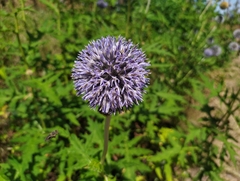 Echinops bannaticus