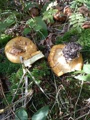 Lactarius