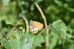 Coenonympha arcania