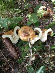 Lactarius