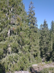Picea breweriana