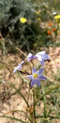 Ixia rapunculoides