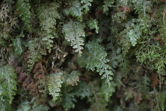 Hymenophyllaceae
