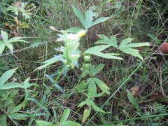Rhinanthus serotinus