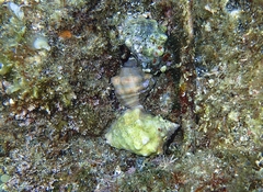 Stramonita haemastoma