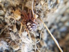 Asagena medialis