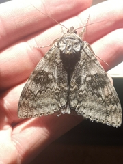 Catocala fraxini