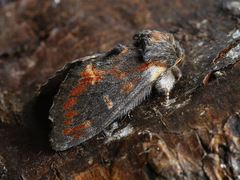 Notodonta dromedarius