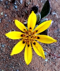 Gazania lichtensteinii
