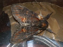 Notodonta dromedarius