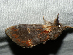 Notodonta dromedarius