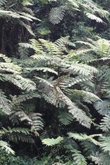 Cyathea manniana