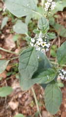 Heliotropium europaeum