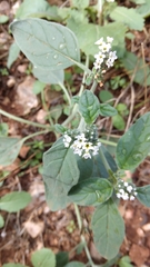 Heliotropium europaeum