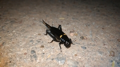 Gryllus bimaculatus