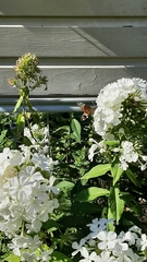 Macroglossum stellatarum