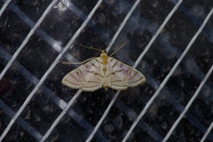 Conchylodes ovulalis