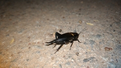 Gryllus bimaculatus