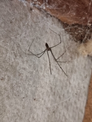 Pholcus phalangioides