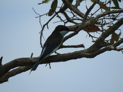 Merops viridis