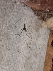 Pholcus phalangioides