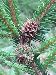 Adelges abietis