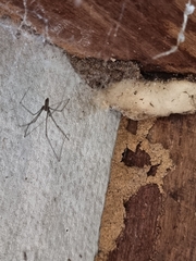 Pholcus phalangioides