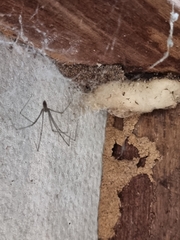 Pholcus phalangioides