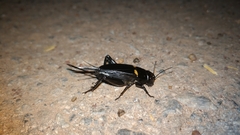 Gryllus bimaculatus