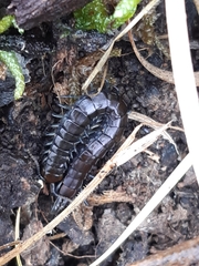 Cormocephalus esulcatus