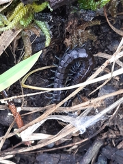 Cormocephalus esulcatus