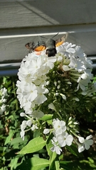 Macroglossum stellatarum