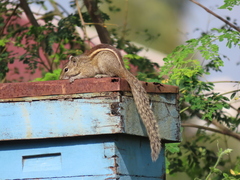 Funambulus palmarum