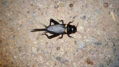 Gryllus bimaculatus