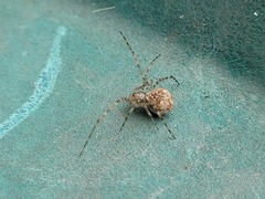 Cryptachaea gigantipes