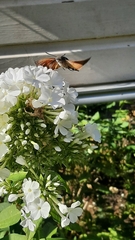 Macroglossum stellatarum