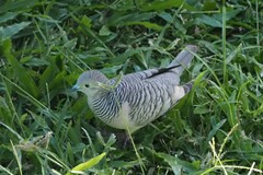 Geopelia placida
