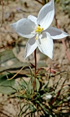Cyanella alba alba