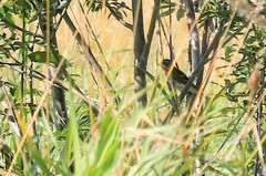 Emberiza rustica