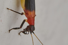 Homoeoxipha lycoides