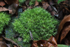 Leucobryum