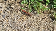 Sympetrum vulgatum