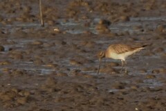 Limosa lapponica