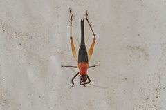 Homoeoxipha lycoides
